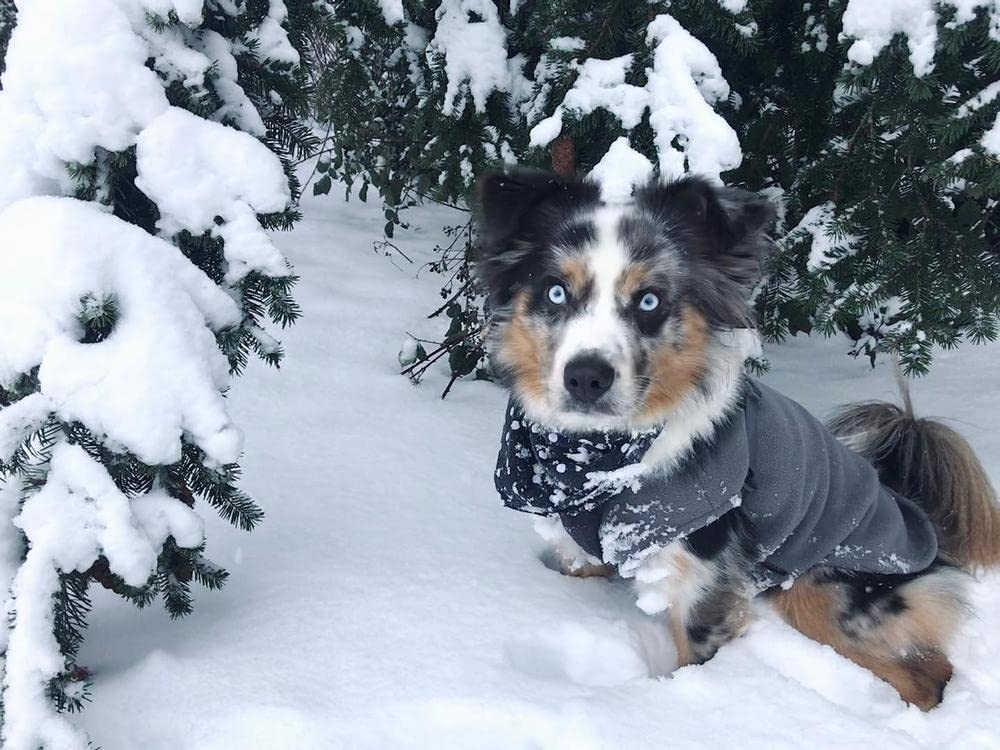 Stretch Fleece Vest Dog Sweater (X-Small Length (7") / Gray)