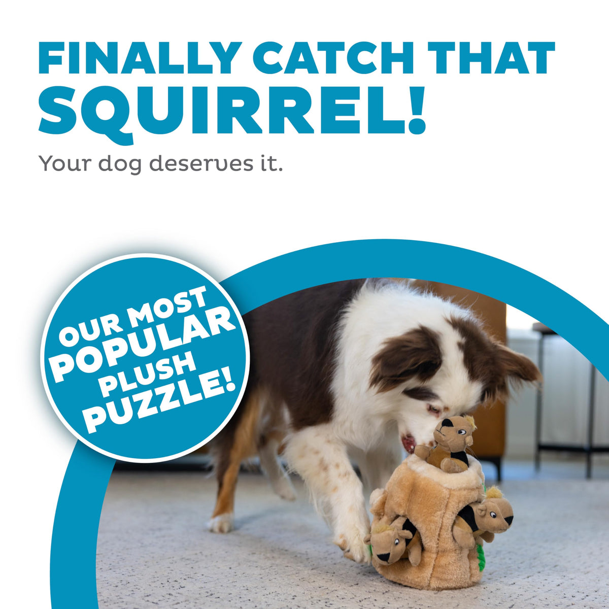 Hide-A-Squirrel Plush Squeaky Dog Toy, Medium, 6.5" x 6.5"