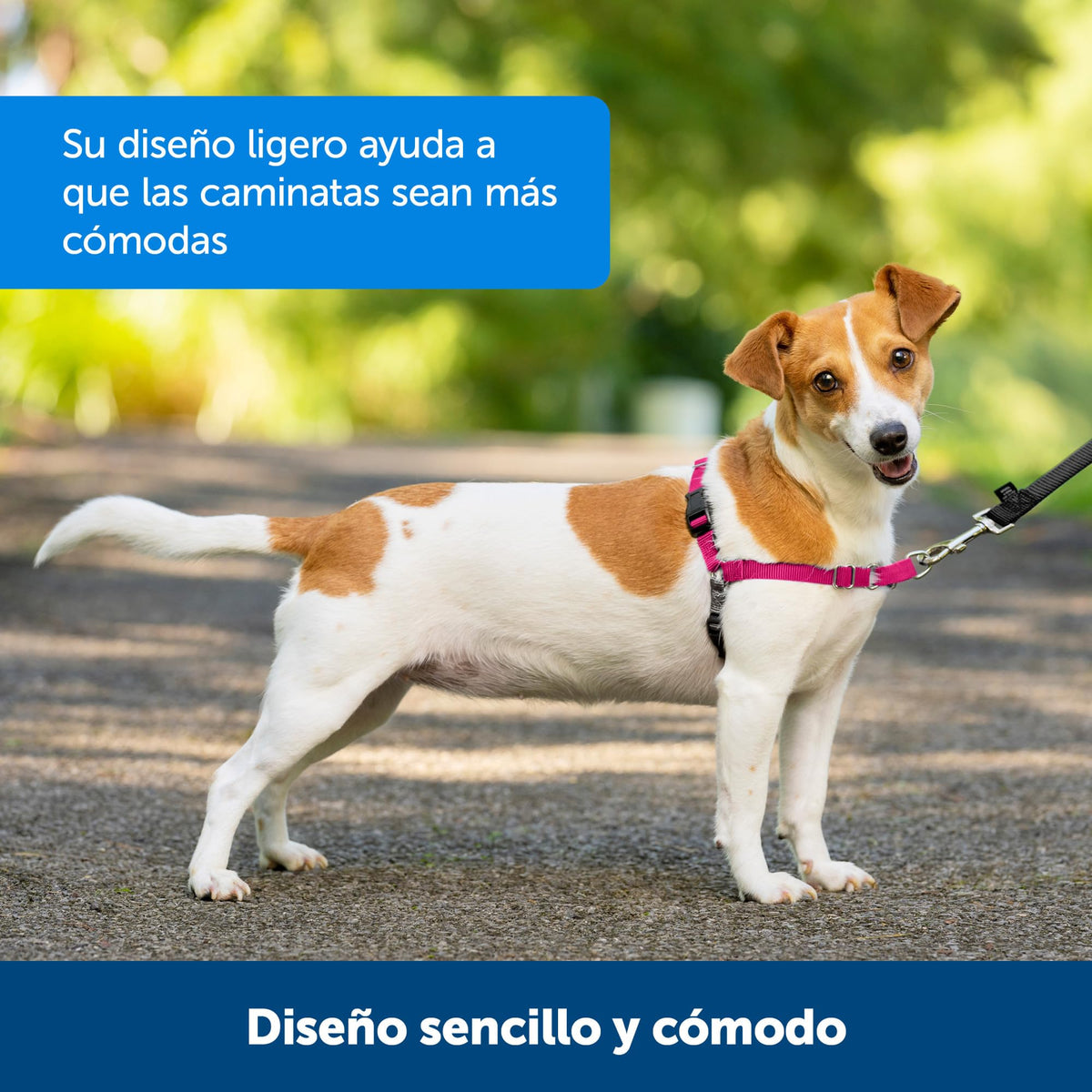 Easy Walk Harness (Medium/Large / Royal Blue/Navy Blue)