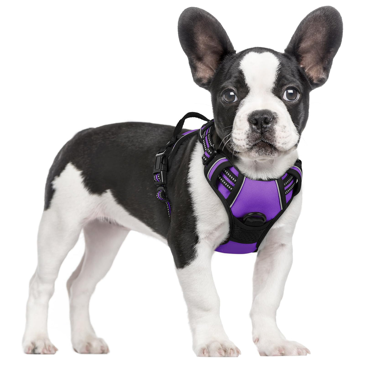 Dog Harness No Pull for Small Dogs with 2 Leash Clips (Small / Purple)