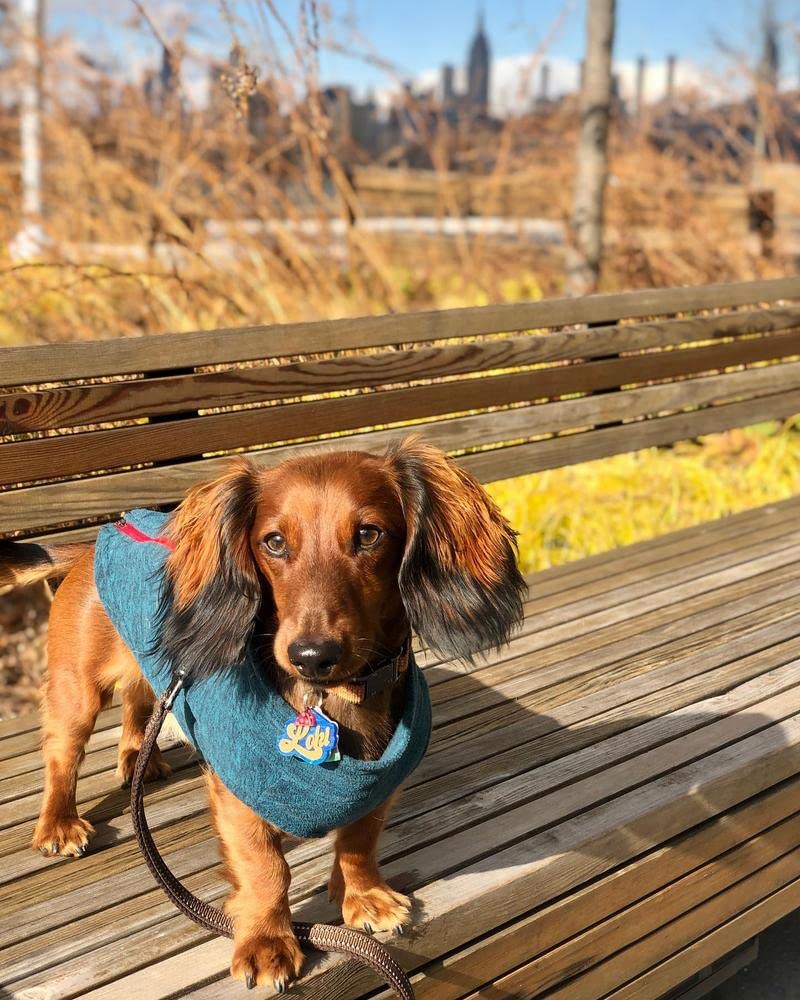 Zip Up Fleece Dog Sweater (Medium chest (~17.5") / Turquoise Wash)
