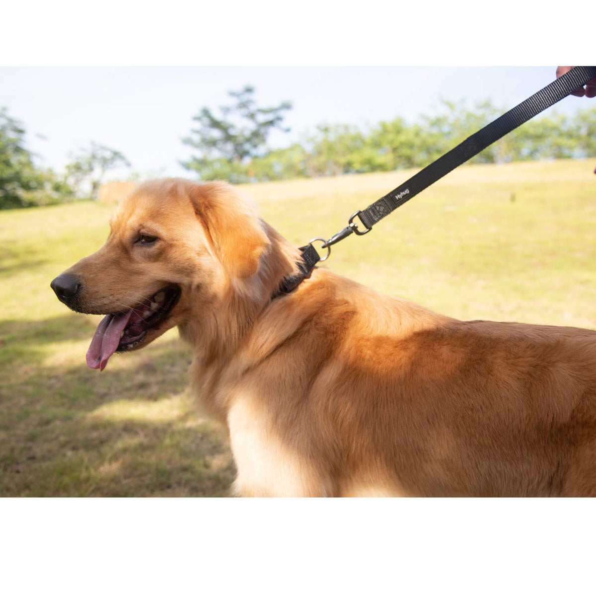 Short Dog Leash 18" (Black / 18 Inches)