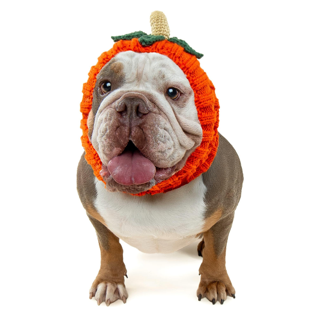 Pumpkin Dog Costume (Pumpkin / Large)