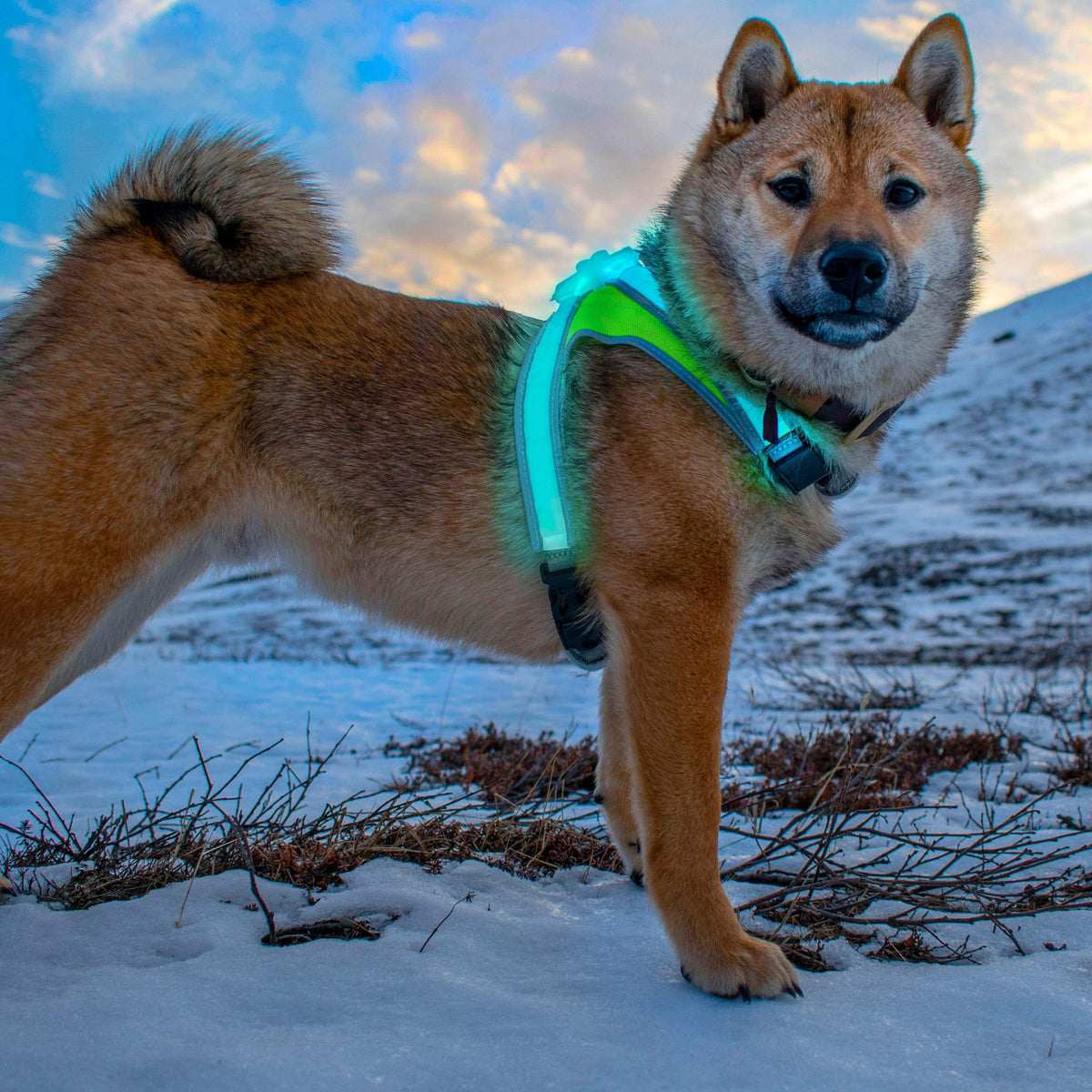 LightHound Light Up Reflective Dog Harness (Medium)