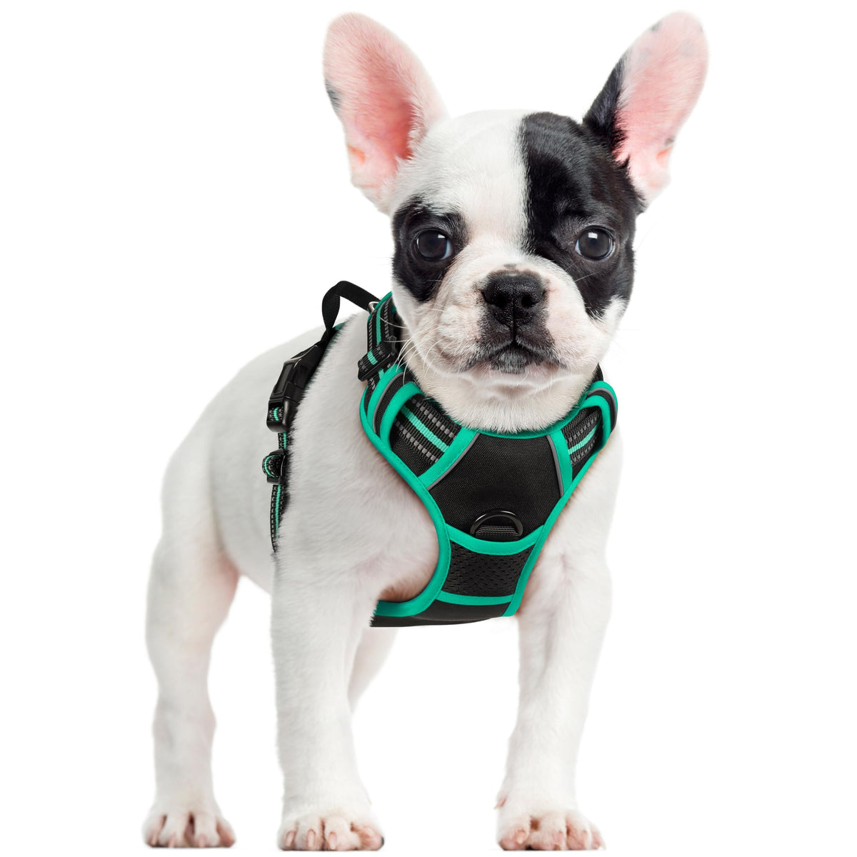 Dog Harness No Pull for Small Dogs with 2 Leash Clips (Small / Black & Turquoise)