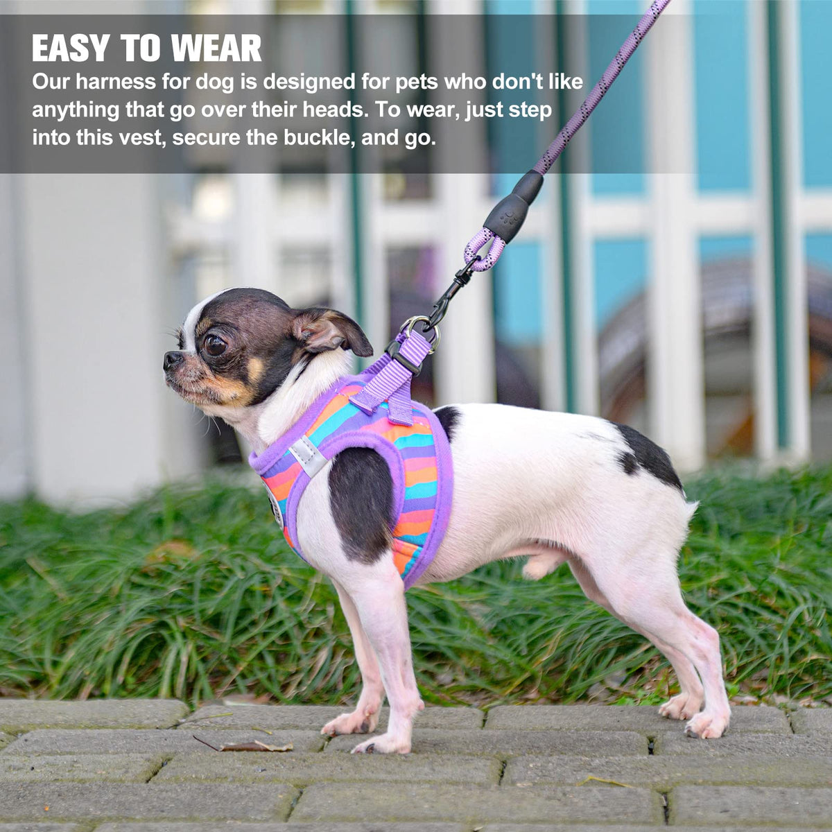 Small Dog Harness and Leash Set (XX-Small(Chest Girth 11.5"-13") / Purple_Stripe)