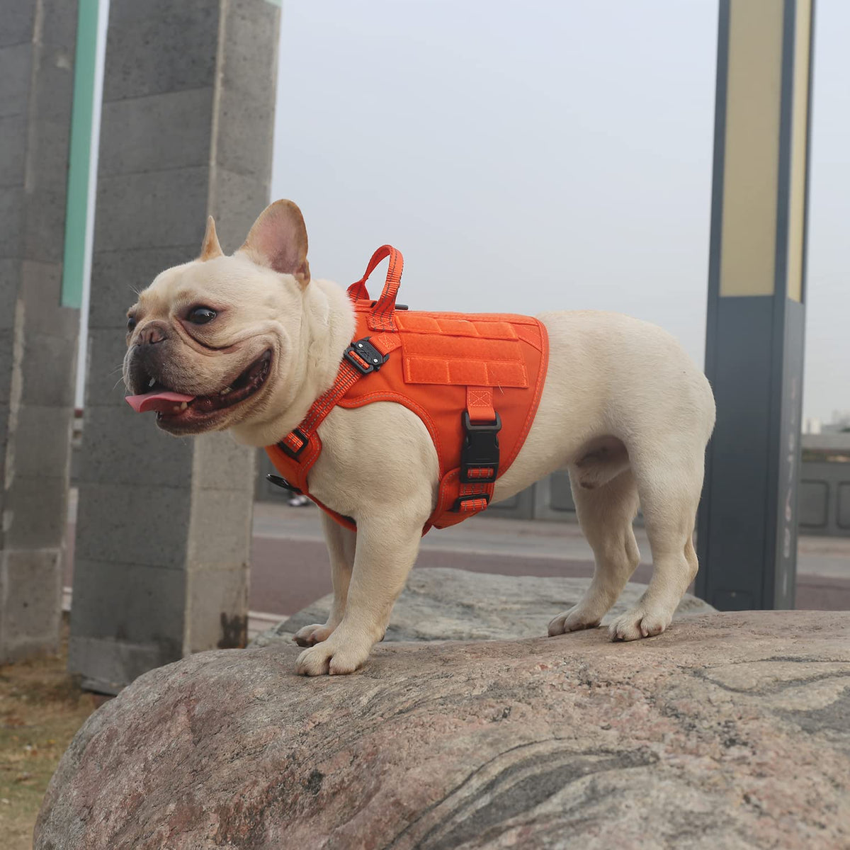 Tactical Dog Harness for Small Dogs (Small (Pack of 1) / Orange)