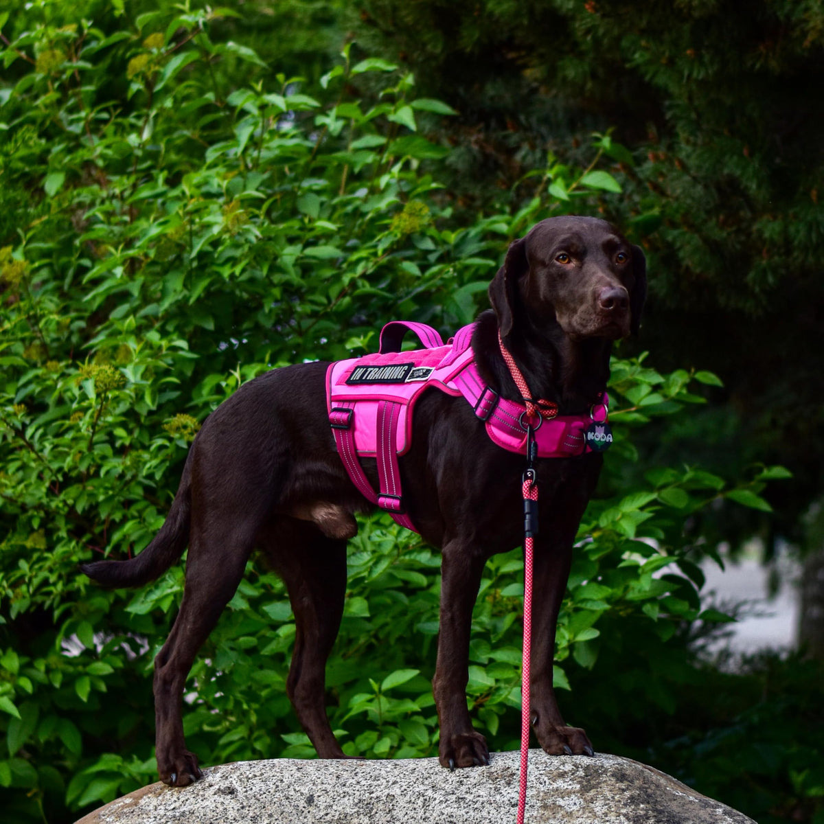 Dog Harness Medium Sized Dog (Pink / M(Neck:17-23",Chest:22-32"),35-50 lbs)