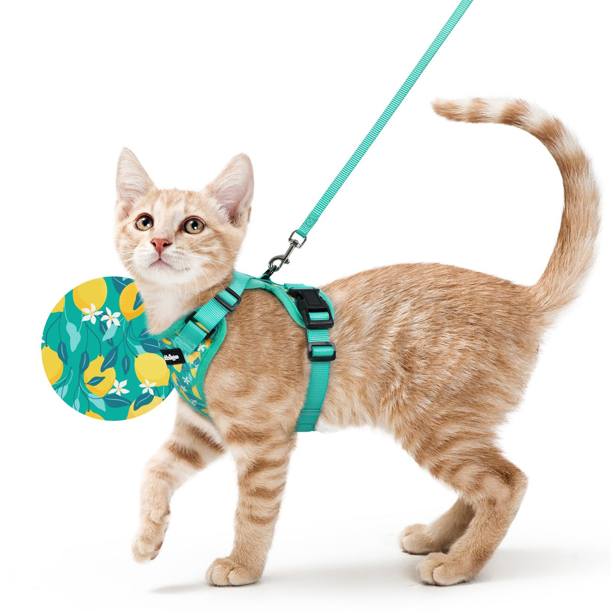 Cat Harness and Leash Set (S / Lemon Grove)