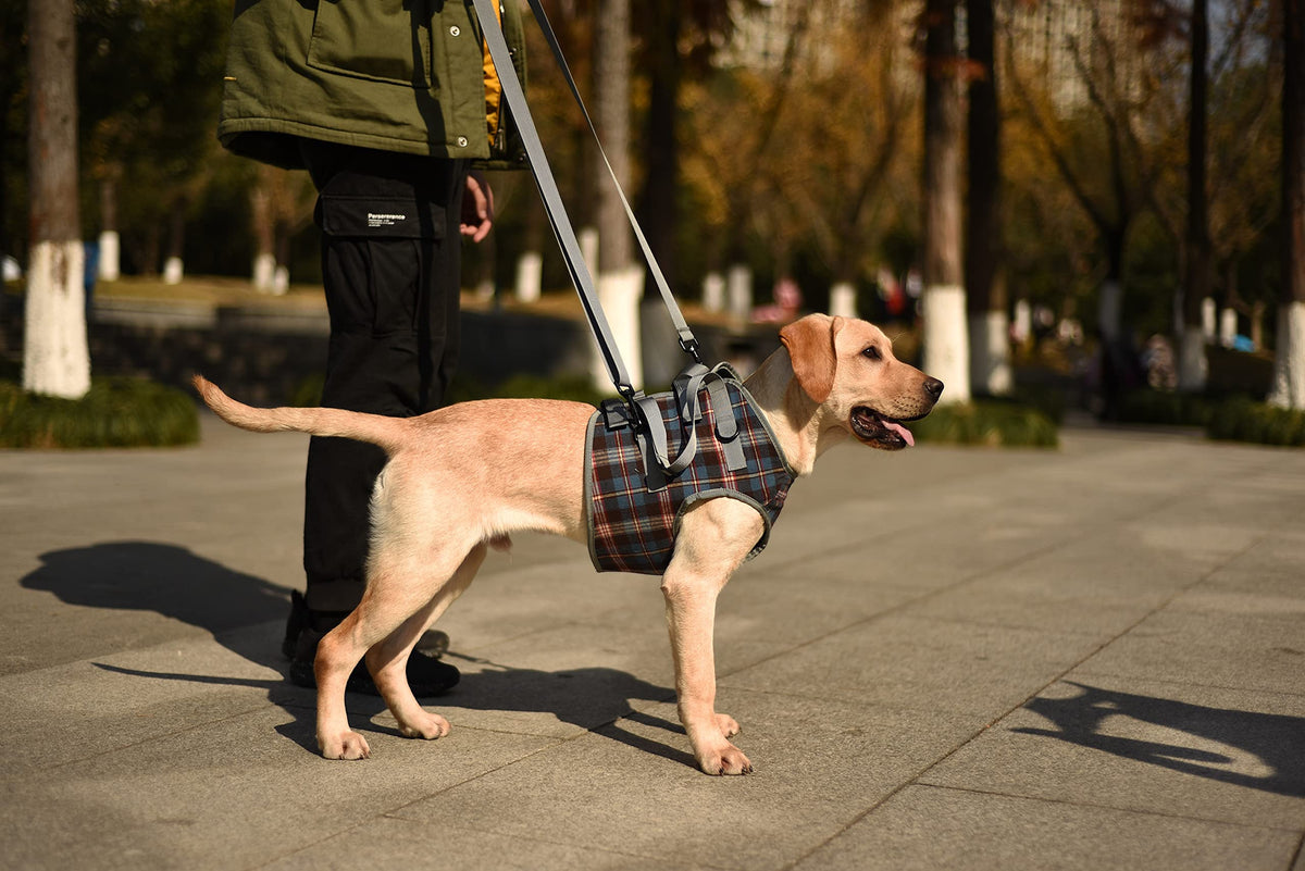 Dog Lift Harness (X-Large / Chest-Blue)