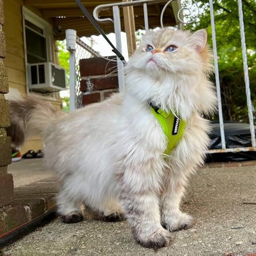 Voyager Step in Lock Cat Harness & Leash Set (Lime Green / S (Chest: 15 - 18"))