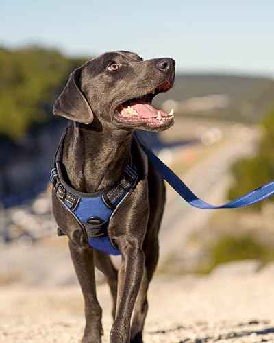 No Pull Dog Harness for Large Dogs (Large / Navy Blue)