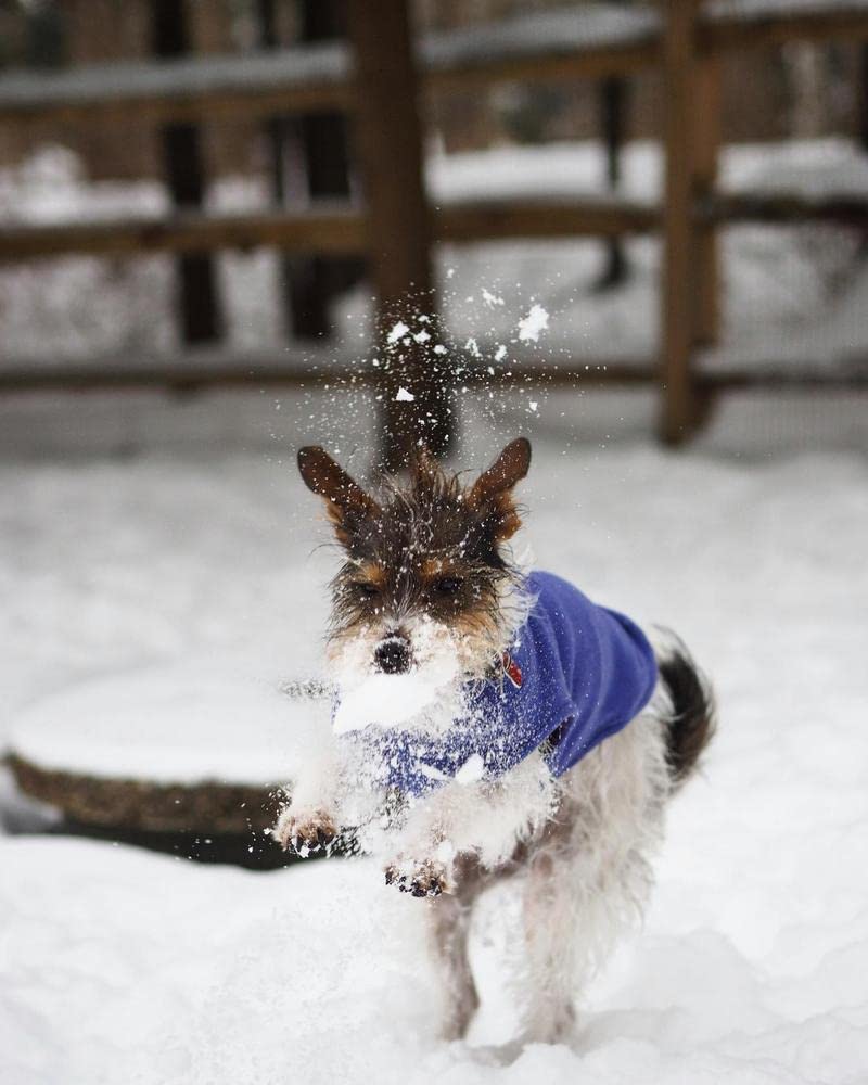 Stretch Fleece Vest Dog Sweater (Medium Length (11.5") / Violet)