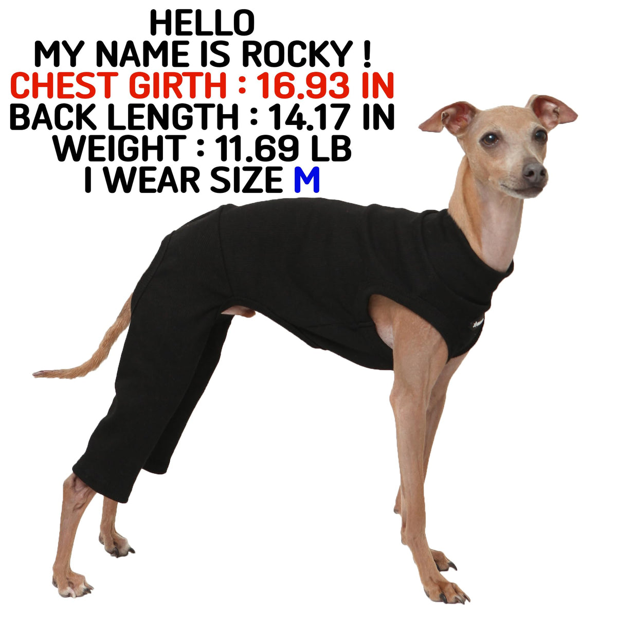 D Doggy Star Italian Greyhound Clothes High (M / COORDI BLACK)