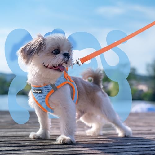 Dog Harness Small Sized and Leash Set (Blue & Orange / XXS (Chest: 12.4"-14.2"))