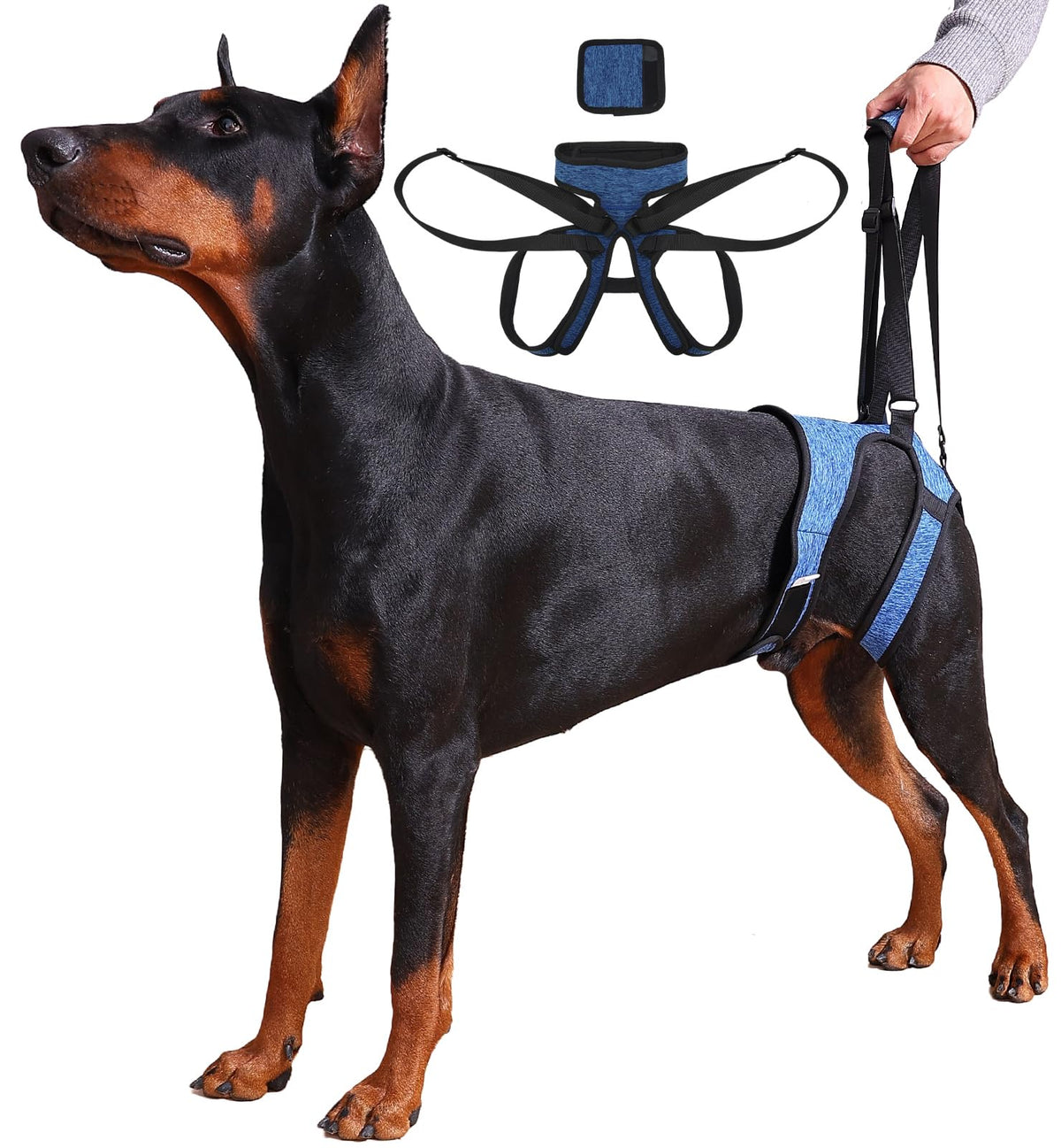Dog Lift Harness (L / Blue)