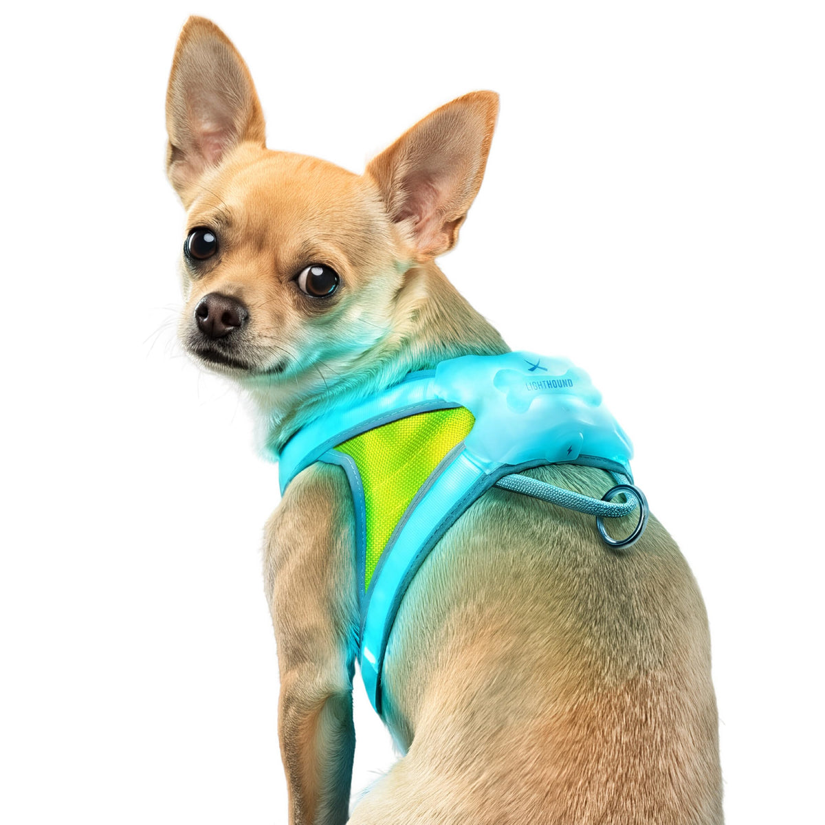LightHound Light Up Reflective Dog Harness (Small)
