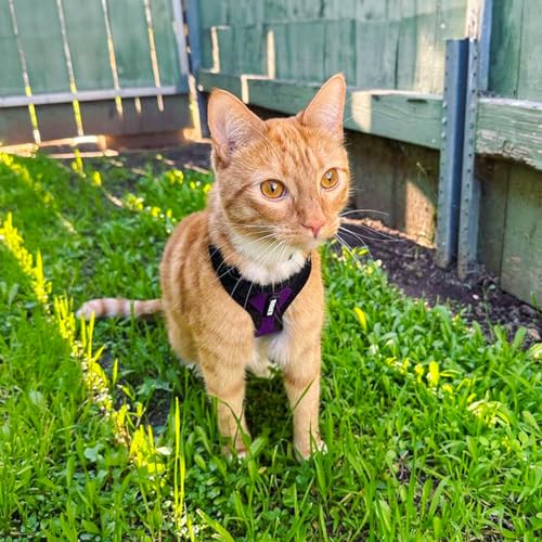 Voyager Step in Lock Cat Harness & Leash Set (Purple/Black Trim / S (Chest: 15 - 18"))