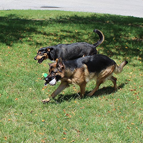 5 Pack Dog Squeaky Toys Three no Stuffing Toy and Two Plush with Stuffing for Small Medium Large Dog Pets (Plush and Stuffingless Combo)