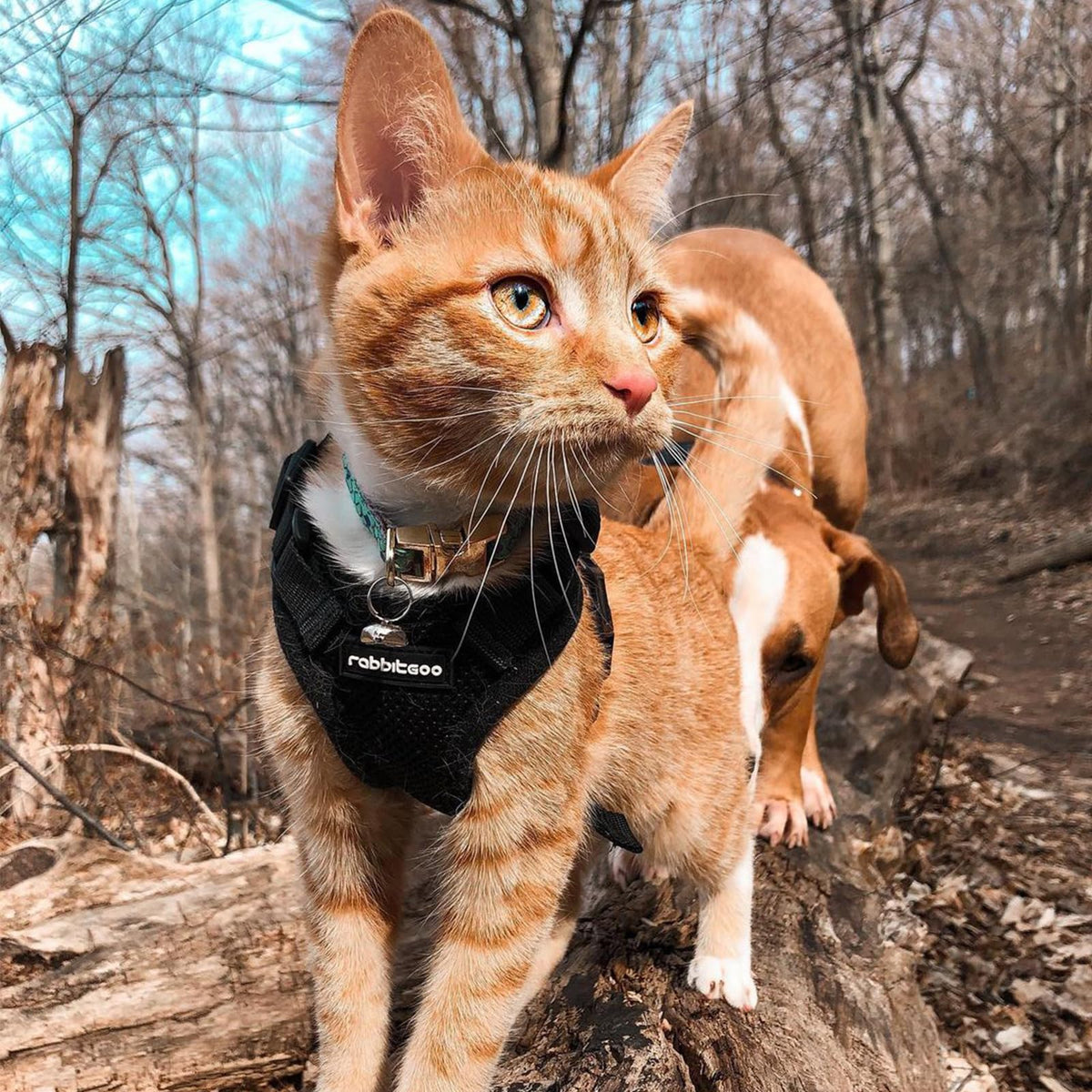Cat Harness and Leash Set (Xs / Black)