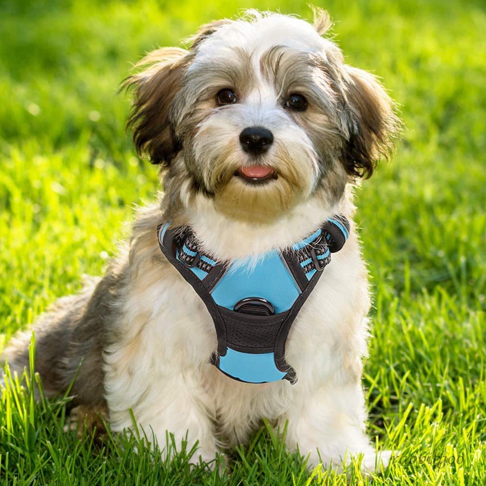 Dog Harness No Pull for Small Dogs with 2 Leash Clips (Small / Blue)