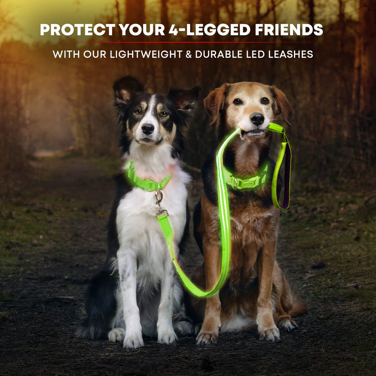 LED Light Up Dog Leash (4 Feet / Neon Green)