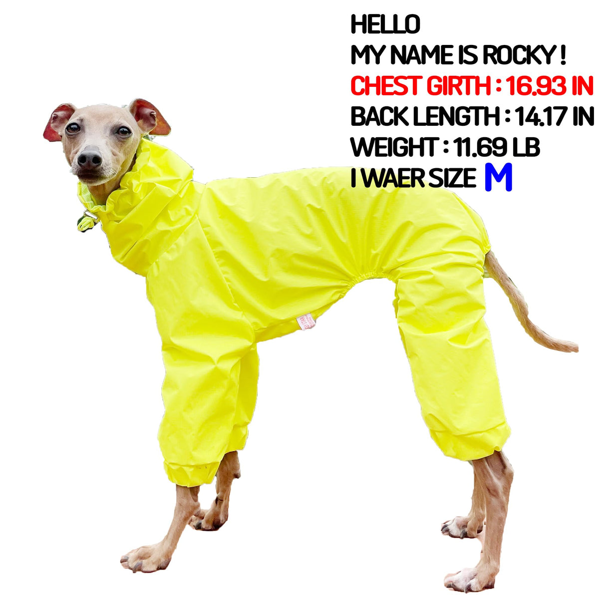 D Doggy Star Italian Greyhound Raincoat Waterproof Jacket Windbreaker Clothes Whippet for Dog (2XL / Raincoat Yellow)