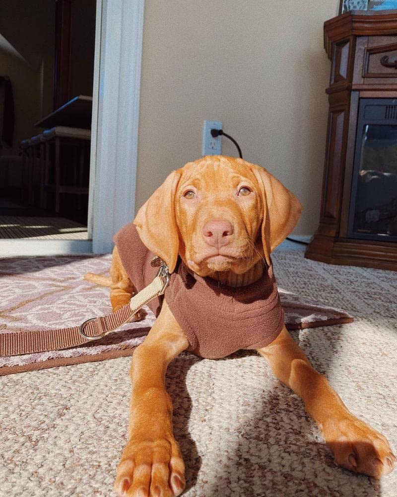 Stretch Fleece Vest Dog Sweater (X-Large Length (16.5") / Brown)