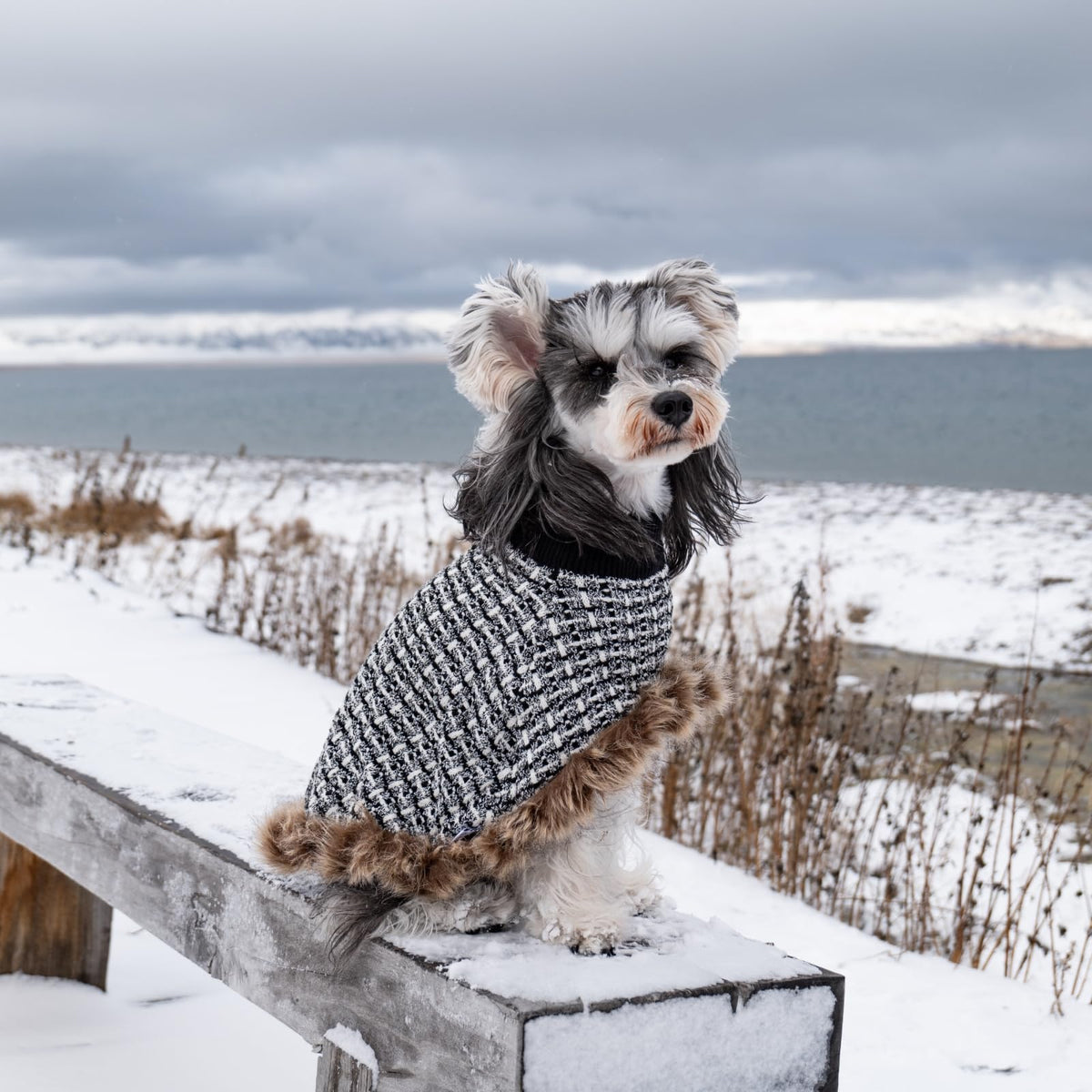 Dog Sweater Cloak (Black / Small(Back Length 10"))