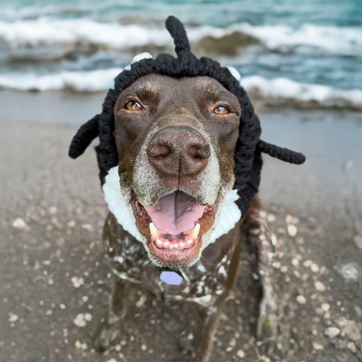 Orca Costume Warm Knit Dog Snood Wrap for Pets (Medium / Orca)