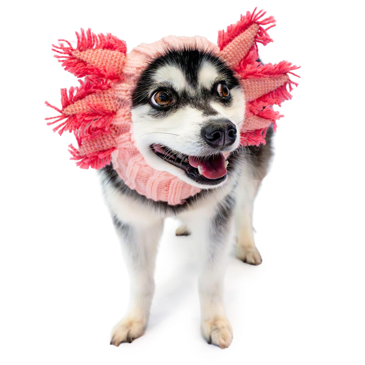 Axolotl Dog Costume (Axolotl / Medium)